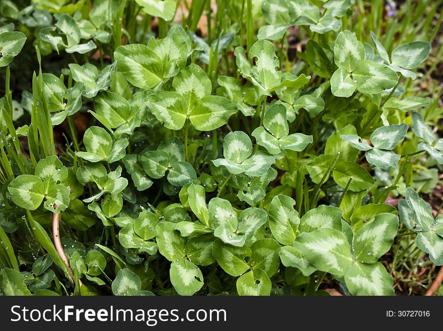 Pretty little patch of bright green clover just washed clean by a light rain-shower. Pretty little patch of bright green clover just washed clean by a light rain-shower.