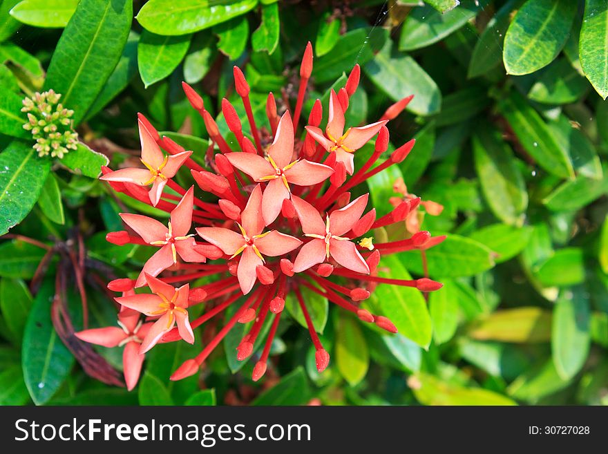 Red ixora coccinea flower