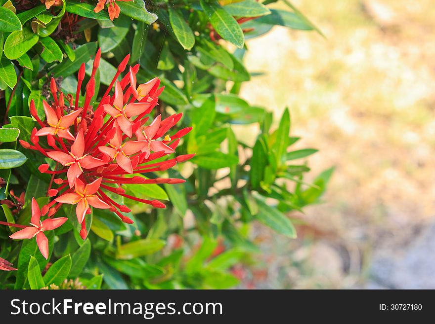 Red ixora coccinea flower,Close-up.