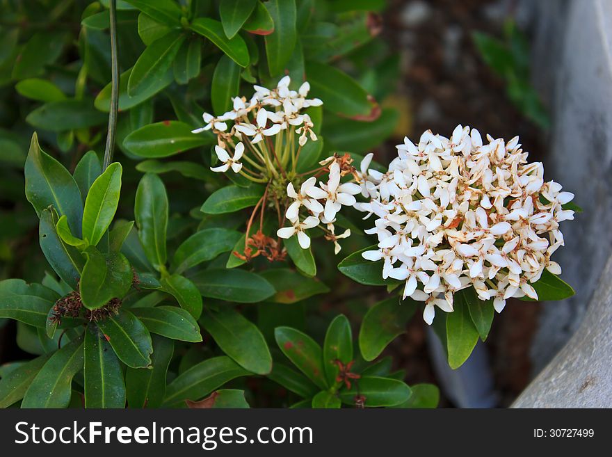 White ixora coccinea flower in the garden