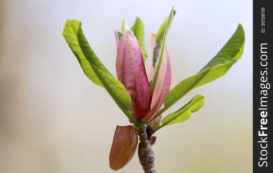 Flowers of blossoming magnolia tree. Flowers of blossoming magnolia tree