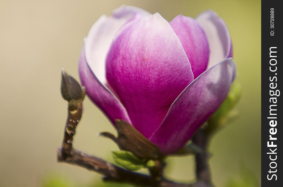 Flowers of blossoming magnolia tree