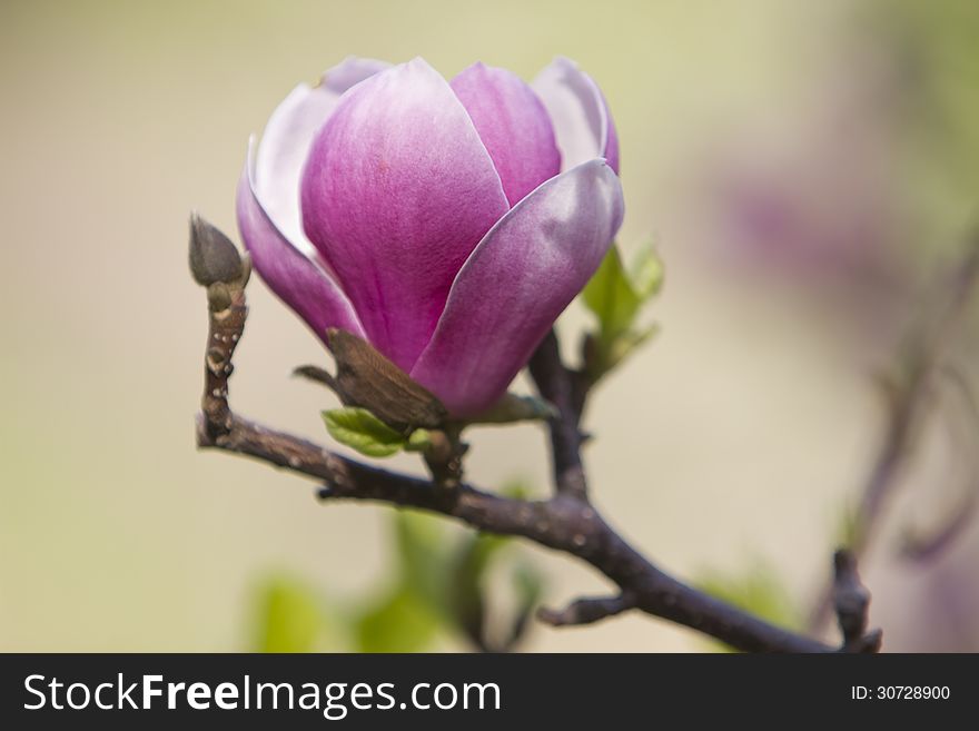 Flowers of blossoming magnolia tree