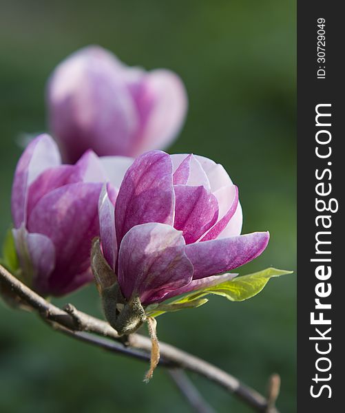 Flowers of blossoming magnolia tree