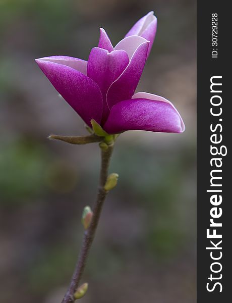 Blossoming magnolia tree