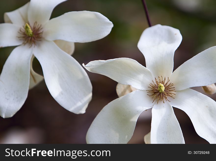 Flowers of blossoming magnolia tree