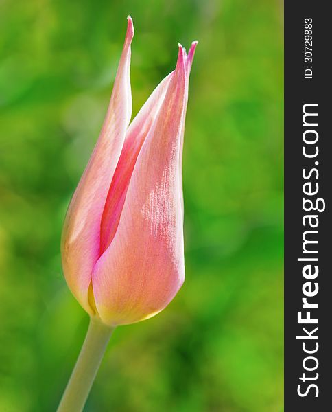 Pink Tulip Flower On Green Background