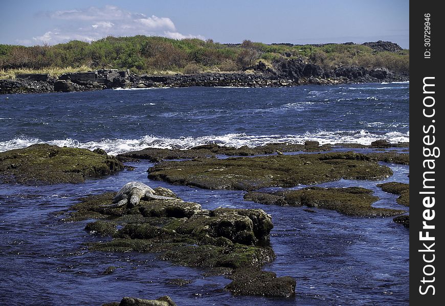 A turtle resting on the lava rock on the big island of Hawaii. A turtle resting on the lava rock on the big island of Hawaii.