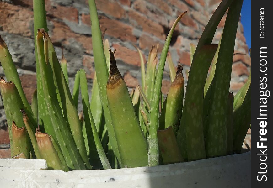 Aloe Vera plant in a pot, close up detail of Aloe Vera