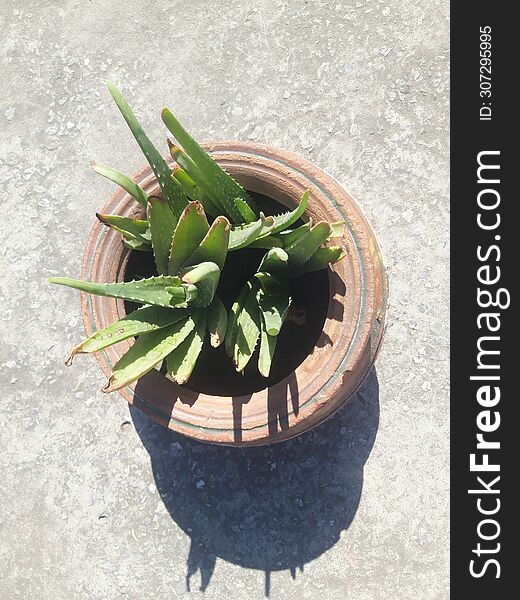 Aloe Vera In A Muddy Pot Top View