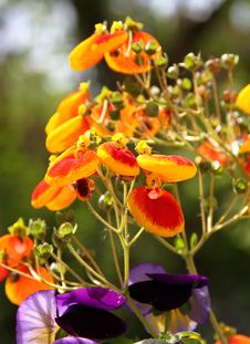 Garden Flowers Royalty Free Stock Photos Garden Flowers Royalty Free Stock Photos
