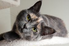 Diluted Tortie Cat Stock Photography