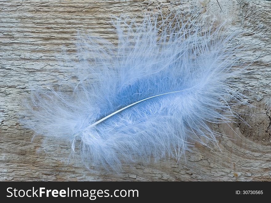 Blue fluffy feather on untreated wooden board. Blue fluffy feather on untreated wooden board