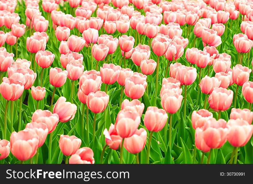 Many Pink Tulip