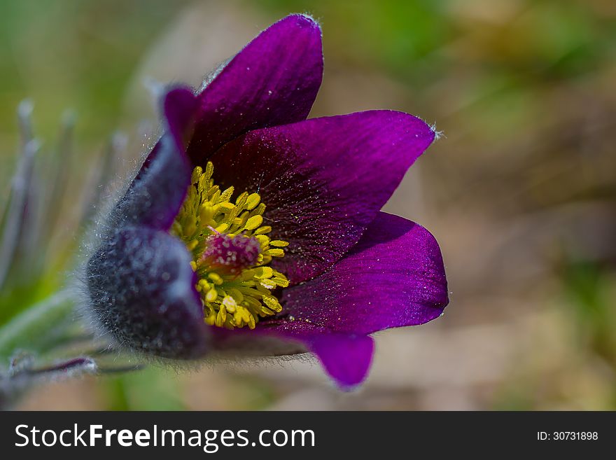 Macrophotography of a purple anemone in a field