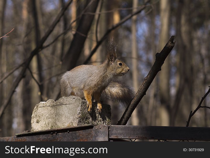 The squirrel sits on a concrete column of a protection. The squirrel sits on a concrete column of a protection.