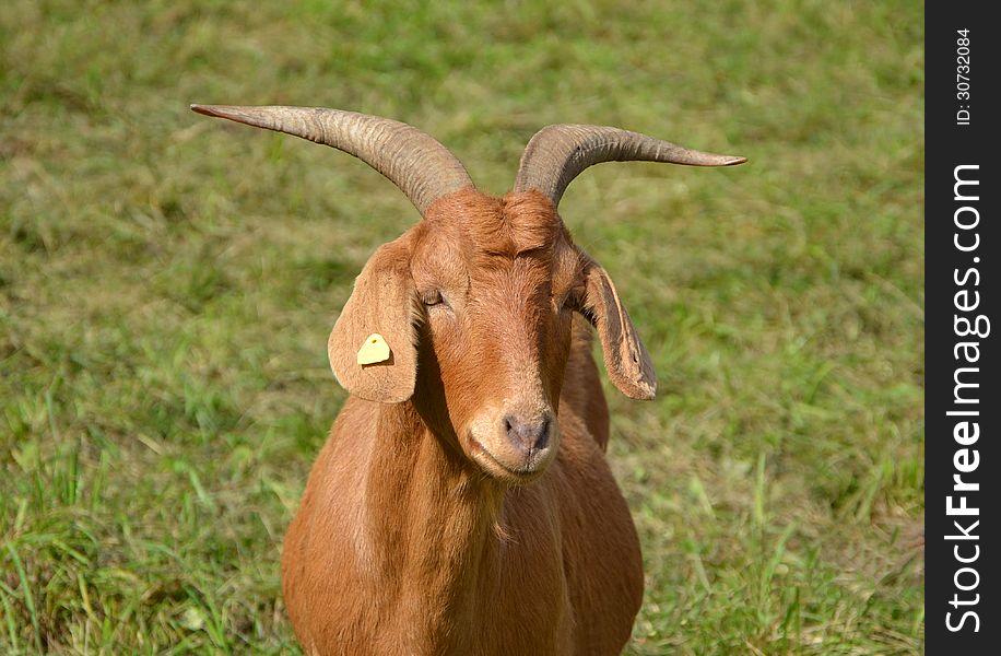 Redhair goat is on the pasture field