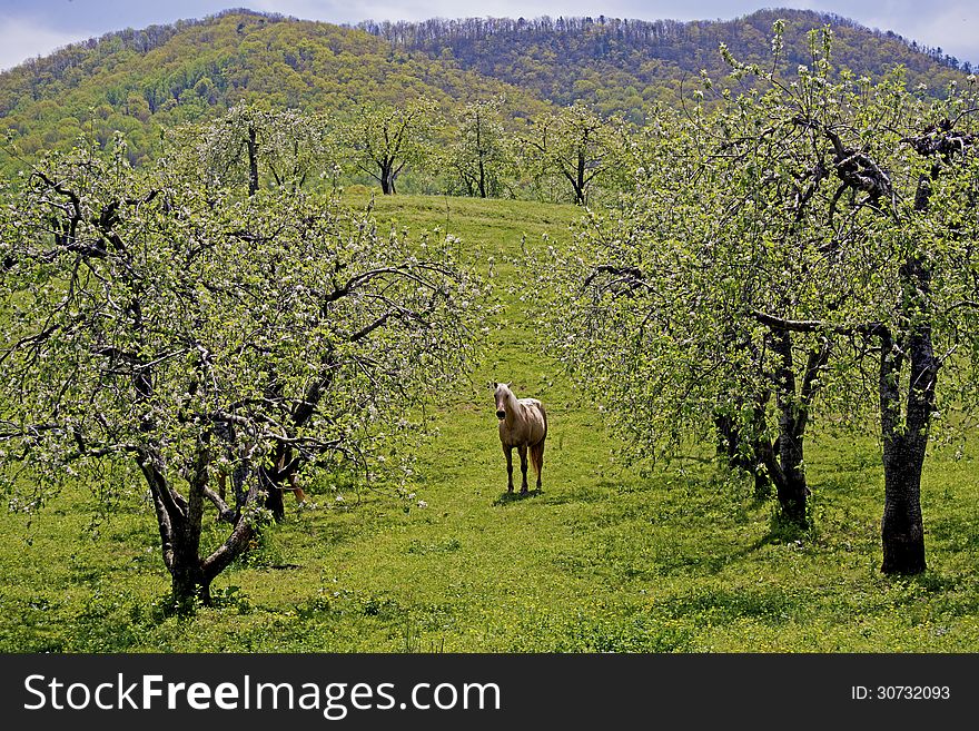 A horse grazes beneath blooming apple trees.