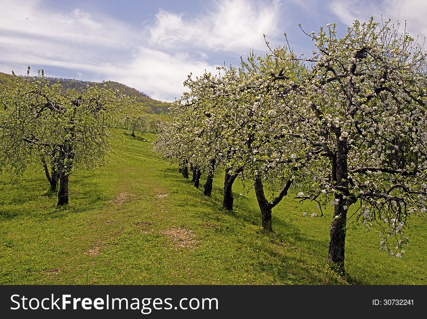 An orchard of blooming apple trees. An orchard of blooming apple trees.