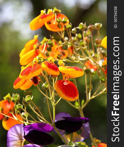 Yellow red flowers known as 'Kentish Hero' or Calceolaria integrifolia (latin name). Yellow red flowers known as 'Kentish Hero' or Calceolaria integrifolia (latin name)