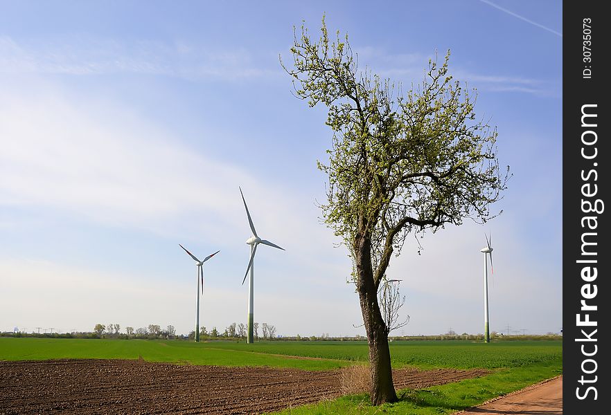 Wind turbines and a tree