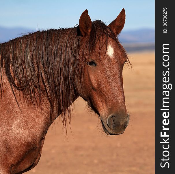 Head shot of sorrel with small white diamond on forehead and scraggly mane with great plains in background. Head shot of sorrel with small white diamond on forehead and scraggly mane with great plains in background