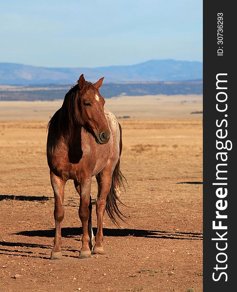 Vertical shot of reddish brown horse with white diamond standing on the plains with mountain range in background