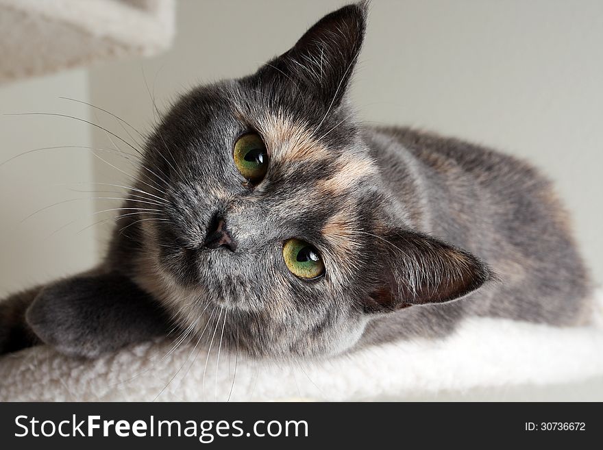 Diluted Tortie Cat