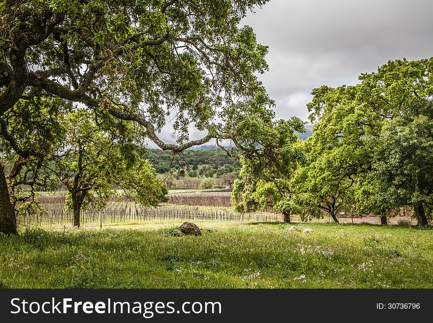 View of a vineyard from a green pasture under a tree on a rainy and cloudy day. View of a vineyard from a green pasture under a tree on a rainy and cloudy day