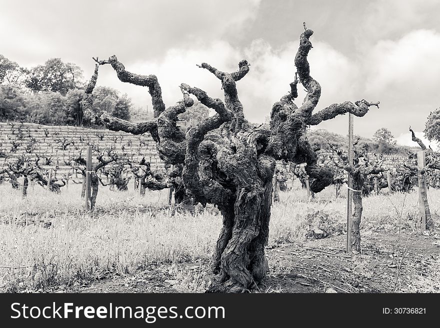 An old grape tree on a field. An old grape tree on a field