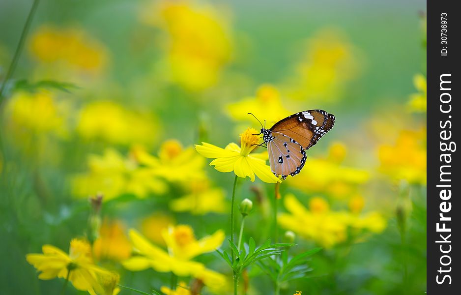 Common tiger butterfly on yellow flower