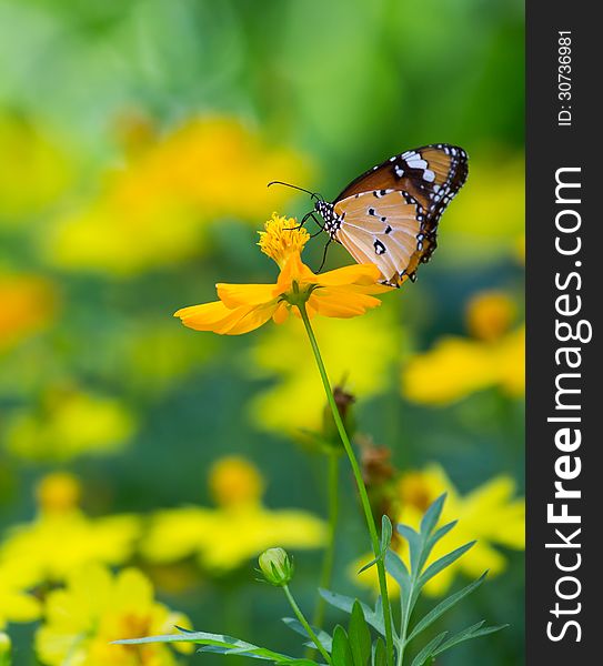 Common tiger butterfly on yellow flower