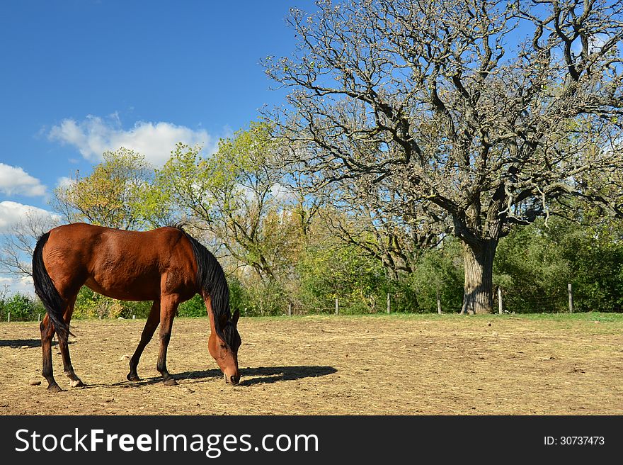 A horse alone in the pasture near a tree. A horse alone in the pasture near a tree