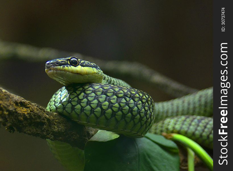 Green snake on a limb