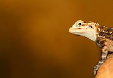 Agama Stock Photography Agama Stock Photography