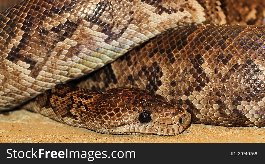 Large python snake