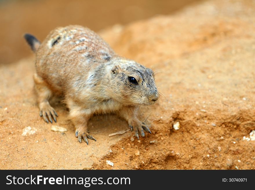 Prairie dog is a small rodent that lives in the sandstone. Prairie dog is a small rodent that lives in the sandstone