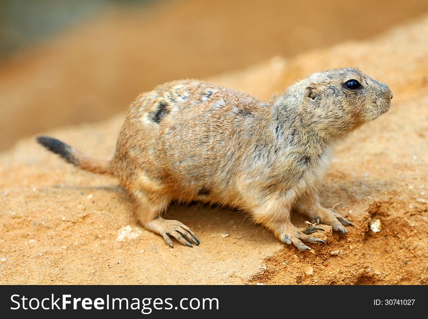 Prairie dog is a small rodent that lives in the sandstone