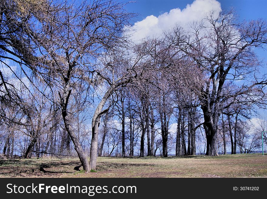 Tree on a background of blue sky in spring