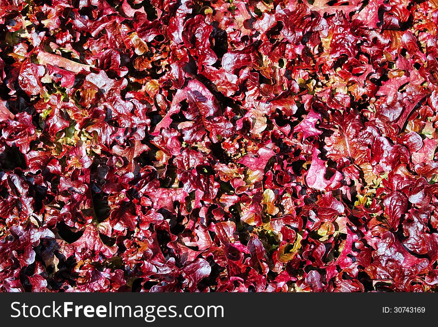 Red lettuce nature food background