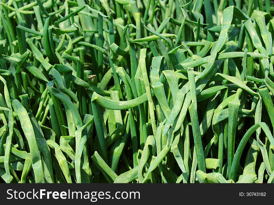 Green onion pattern natural background