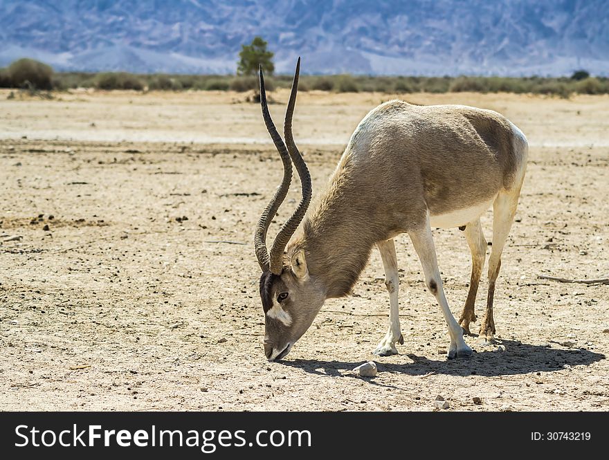 Antelope, the Arabian oryx (Oryx leucoryx) in biblical Hai-Bar nature reserve, 35 km north of Eilat, Israel. Antelope, the Arabian oryx (Oryx leucoryx) in biblical Hai-Bar nature reserve, 35 km north of Eilat, Israel