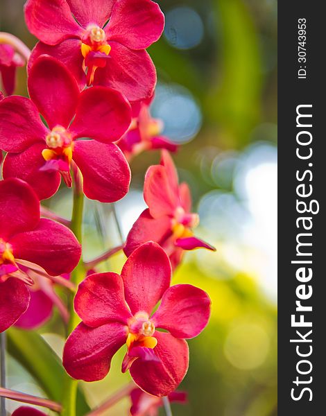 Red orchids