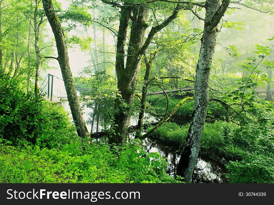 Mysterious forest bridge over a creek. Mysterious forest bridge over a creek