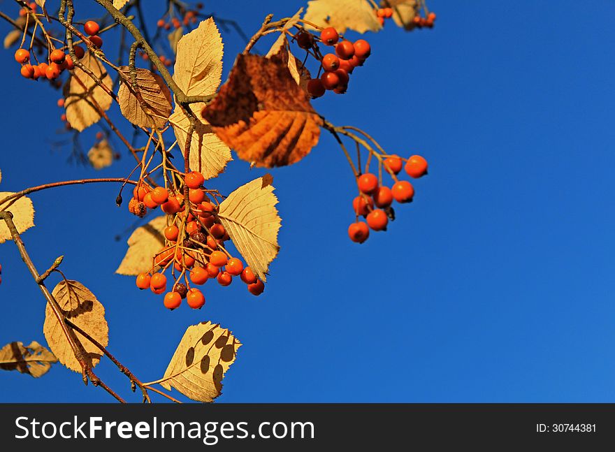 Autumn Rowanberry
