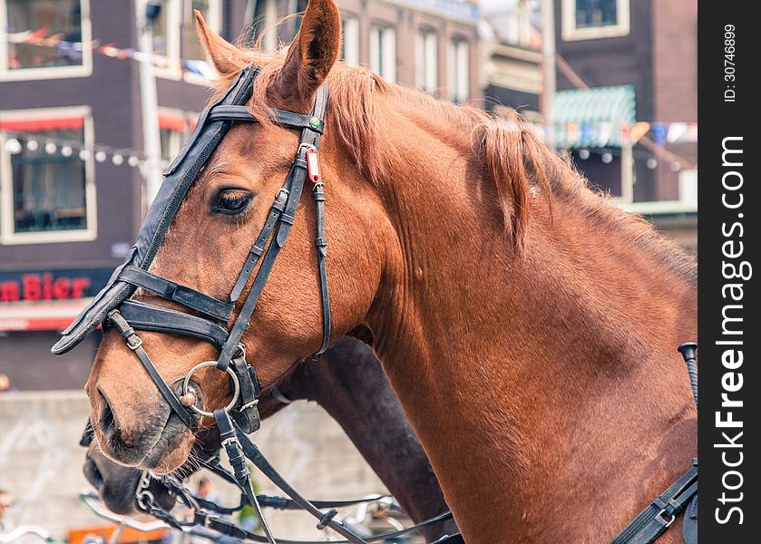 Mounted horse closeup
