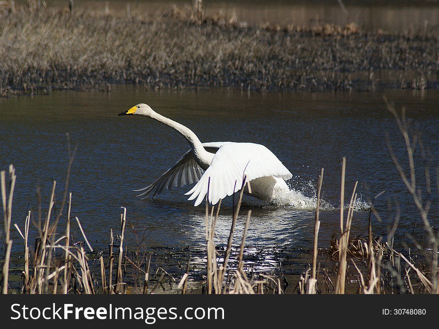 Whooper swan taking off from a lake