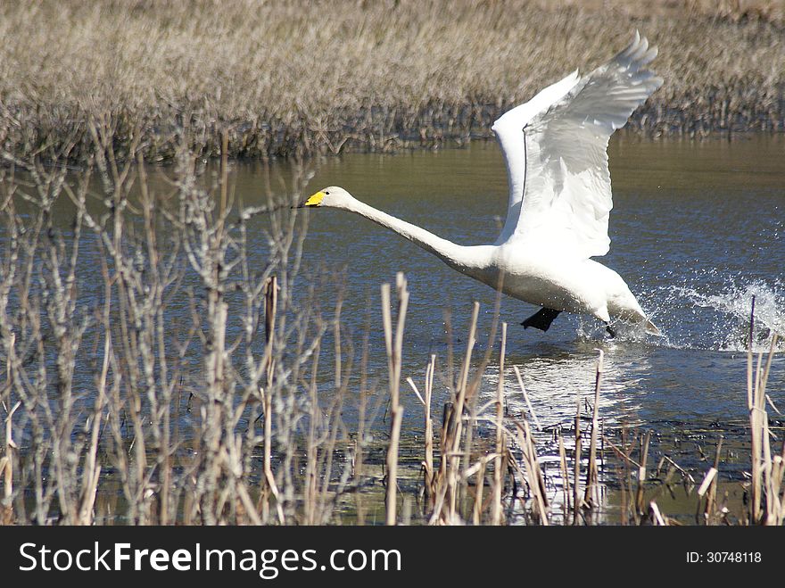 Whooper Swan Taking Off