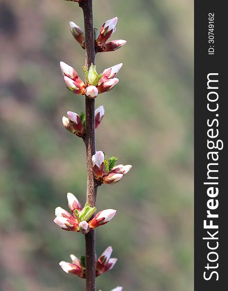 Branch with unopened buds of Prunus tomentosa's flowers. Branch with unopened buds of Prunus tomentosa's flowers