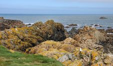 Coastal Scene In Guernsey With Sea Birds On The Rocks Stock Photos Coastal Scene In Guernsey With Sea Birds On The Rocks Stock Photos